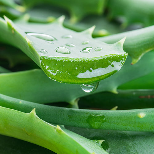Aloe Leaf Extract